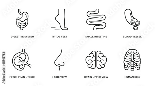 human body parts outline icons set. thin line icons such as digestive system, tiptoe feet, small intestine, blood vessel, fetus in an uterus, e side view, brain upper view, human ribs vector.