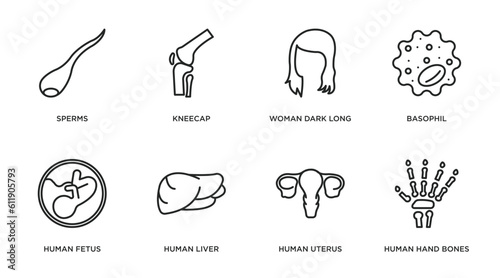 human body parts outline icons set. thin line icons such as sperms, kneecap, woman dark long hair, basophil, human fetus, human liver, uterus, hand bones vector.