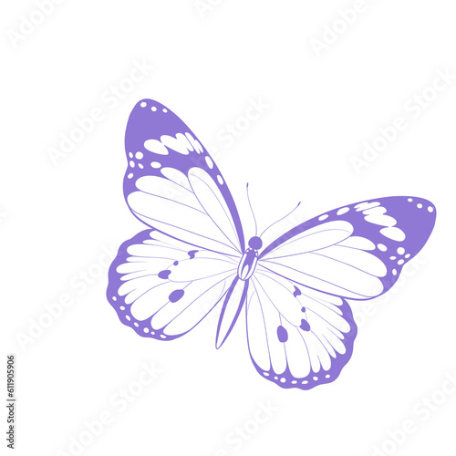 butterfly