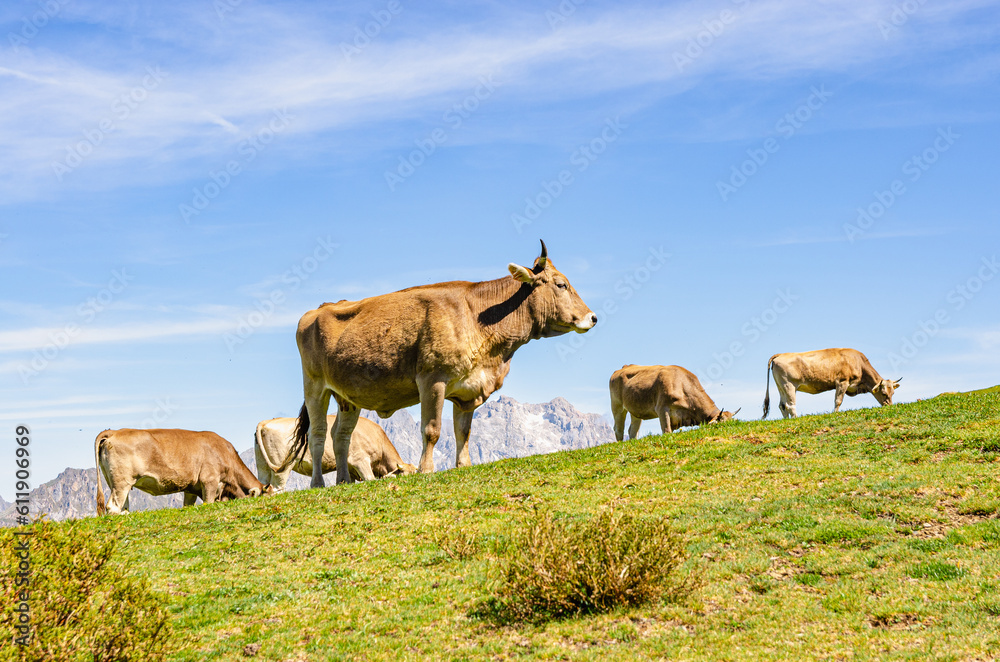 Happy herd of cows staring into the distance in the mountains of Picos de Europa in Spain