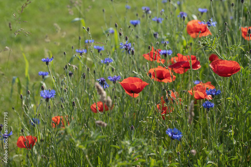 Mix of poppies and cornflowers in a meadow. Copyspace.