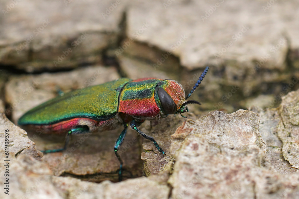Detailed closeup on a colorful green and red metallic jewel beetle, Anthaxia hungarica sitting on a leaf Detailed closeup on a colorful green and red metallic jewel beetle, Anthaxia hungarica sitting on a leaf