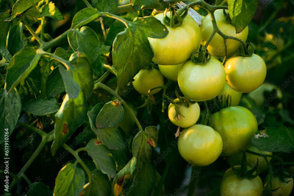 Fresh unripen green tomatoes on branch with leaves and sunlight, tomato farming concept. Fresh unripen green tomatoes on branch with leaves and sunlight, tomato farming concept.