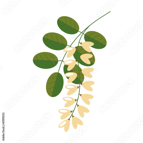 Flowering acacia with leaves on a white background. White acacia flowers.Vector illustration in a flat style