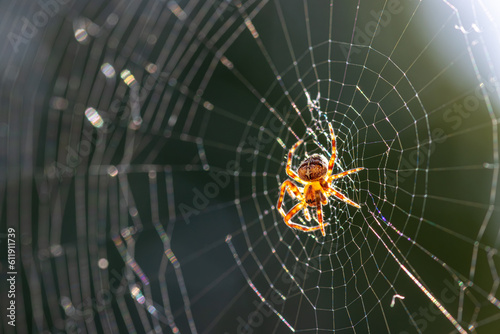 Fotografia Spider in web with  the sun behind it