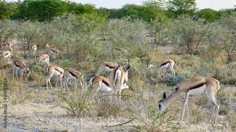 Springbock, wilde Antilopen in Namibia Springbock, wilde Antilopen in Namibia