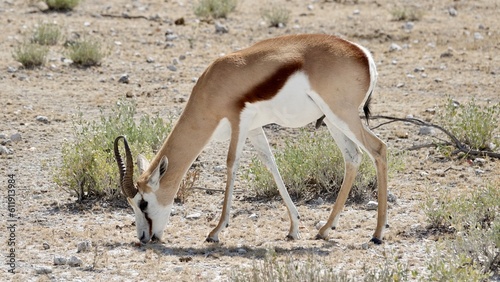 Springbock  wilde Antilopen in Namibia