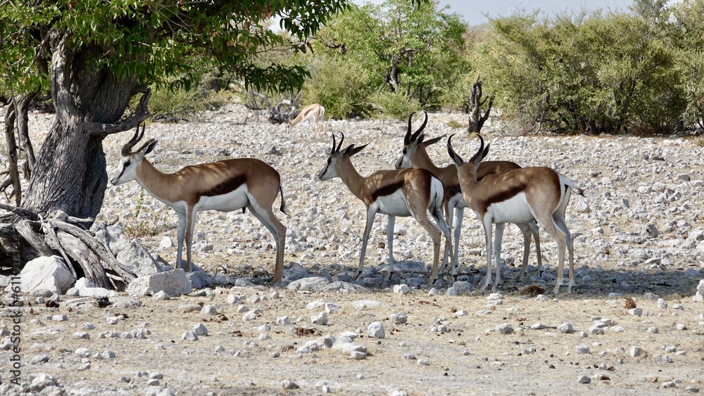 Fototapeta premium Springbock, wilde Antilopen in Namibia