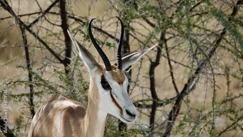 Springbock  wilde Antilopen in Namibia