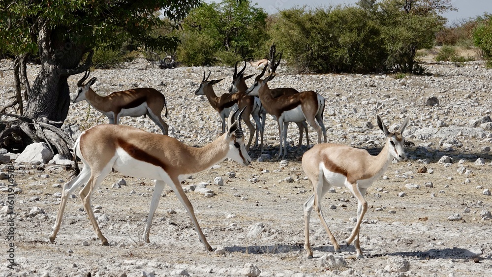 Springbock, wilde Antilopen in Namibia Springbock, wilde Antilopen in Namibia