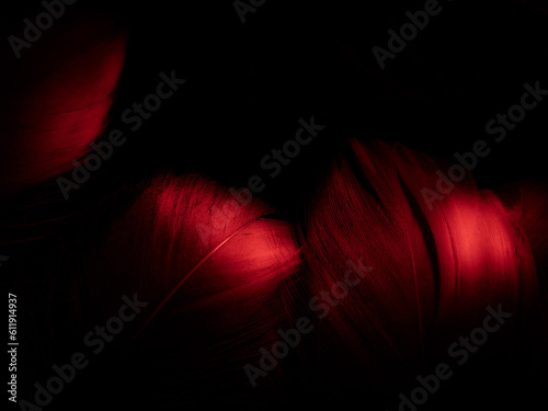 Beautiful abstract red feathers on dark background and soft white feather texture on red texture pattern and red background, pink feather wallpaper, love theme, wedding valentines day
