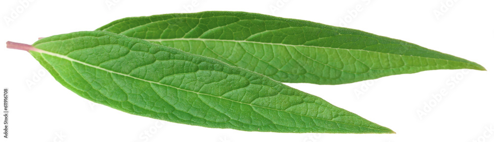 Fresh sesame leaves isolated on the white background. Fresh sesame leaves isolated on the white background.