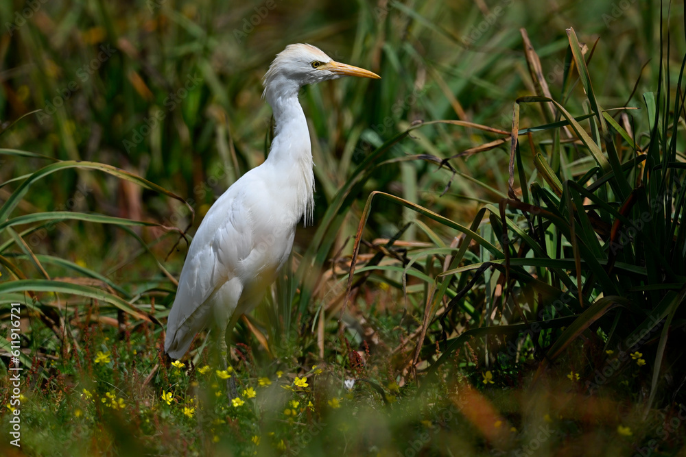 Western Cattle Egret // Kuhreiher (Bubulcus ibis) - Strofilia, Peloponnese, Greece Western Cattle Egret // Kuhreiher (Bubulcus ibis) - Strofilia, Peloponnese, Greece