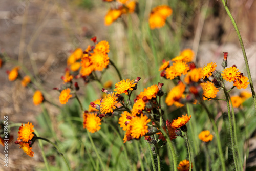 Close up of Orange Hawkweed with copy space, also called Hieracium aurantiacum or hawkweed