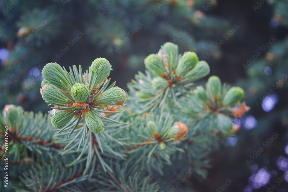 Blue spruce - evergreen coniferous tree. Selective focus.