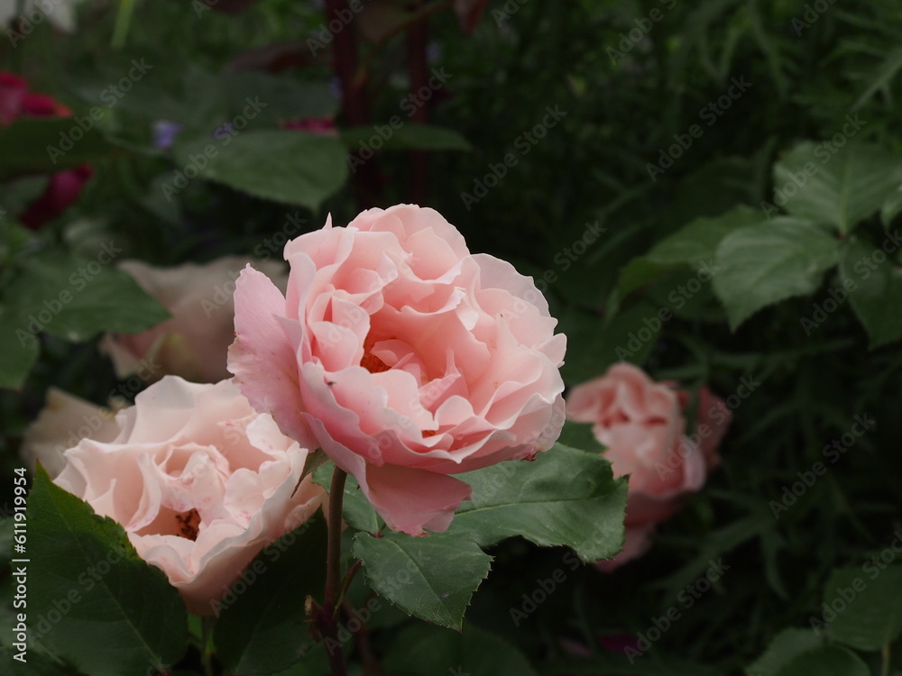 Fototapeta premium Flower rose in the garden 