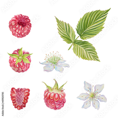 Raspberry set. Berries, leaves, branches, inflorescences. Watercolor illustration on an isolated background. Hand painted.