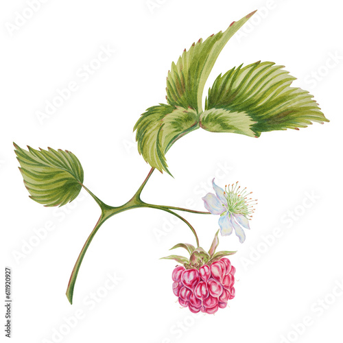 Raspberry branch. Watercolor illustration on an isolated background. Garden berries. Work piece.