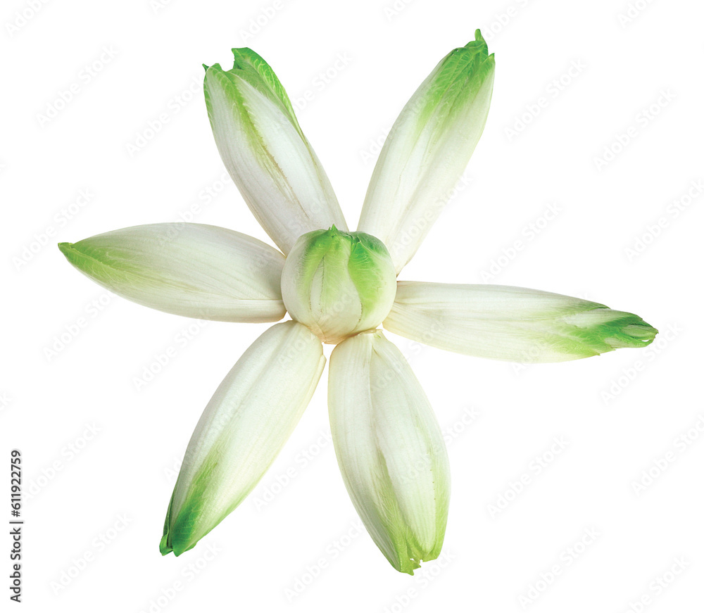 Fototapeta premium Chicories on white background. Fresh vegetables.