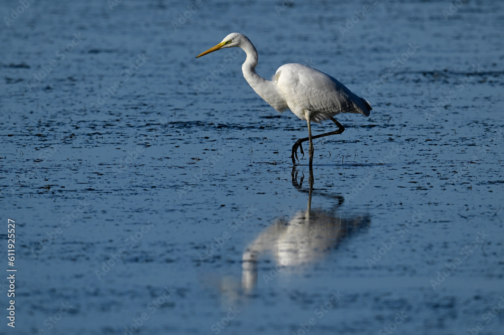 Great egret // Silberreiher (Ardea alba) - Greece Great egret // Silberreiher (Ardea alba) - Greece
