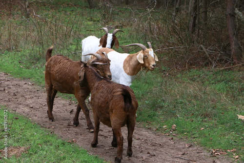 Ziegen wandern zur nächsten Wiese, um Landschaftspflege zu betreiben