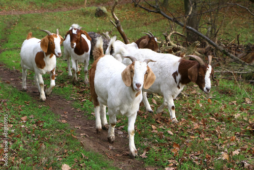 Ziegen wandern zur nächsten Wiese, um Landschaftspflege zu betreiben