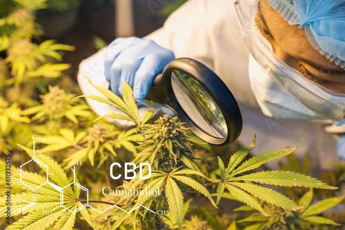 Marijuana research, CBD hemp oil, Female  scientist checking and researched cannabis plants in greenhouse. marijuana alternative herbal medicine concept.