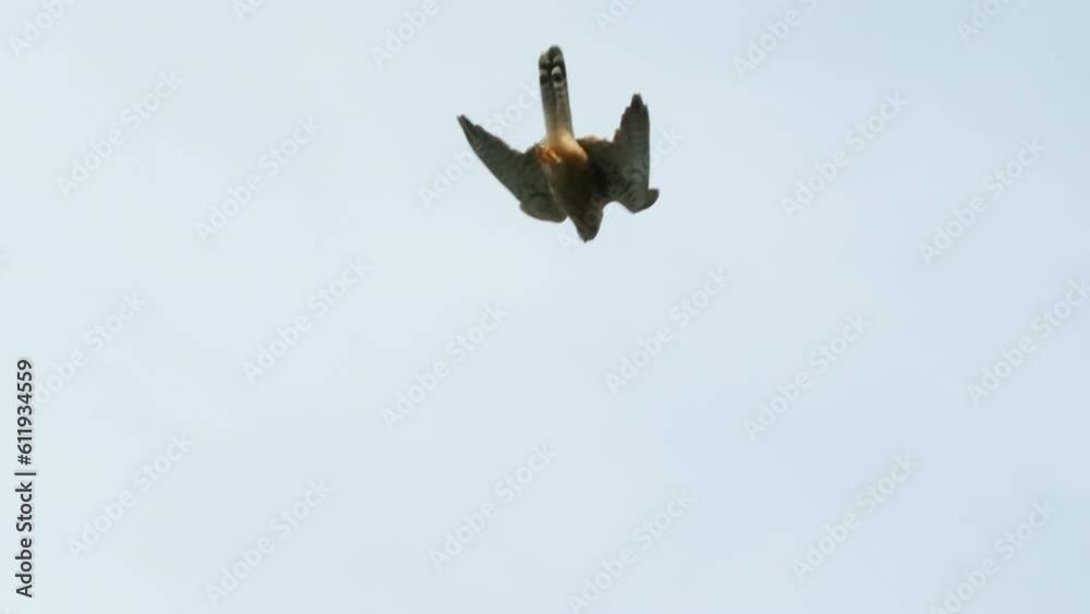 Falcon bird diving as it hunts from above
