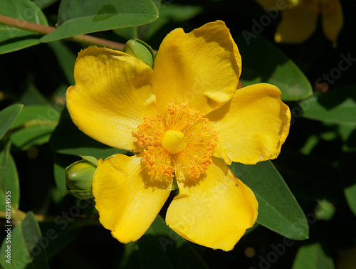 Flowers of Hypericum hookerianum photo