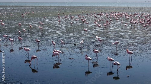 Flamingos an der Küste Namibias