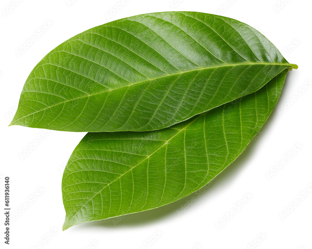 Obraz premium Walnut leaves isolated