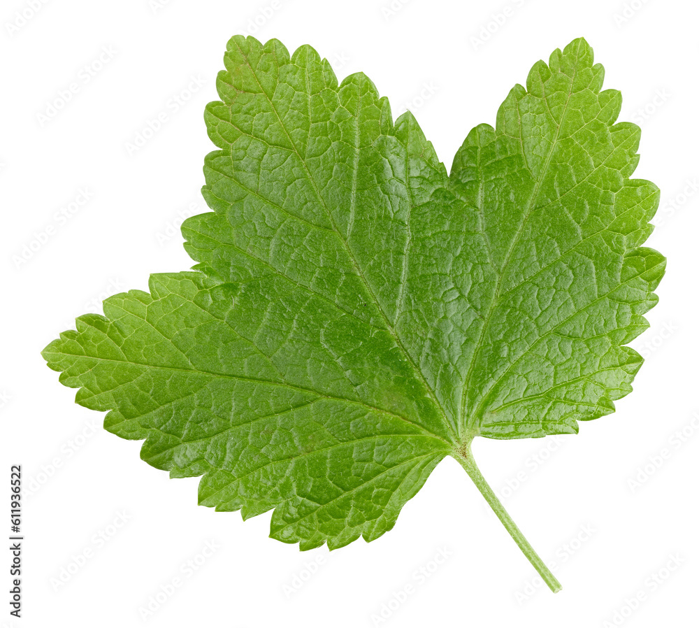 Currant leaves isolated