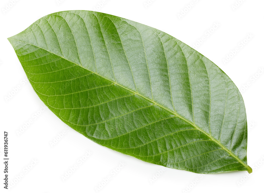 Obraz premium Walnut leaves isolated