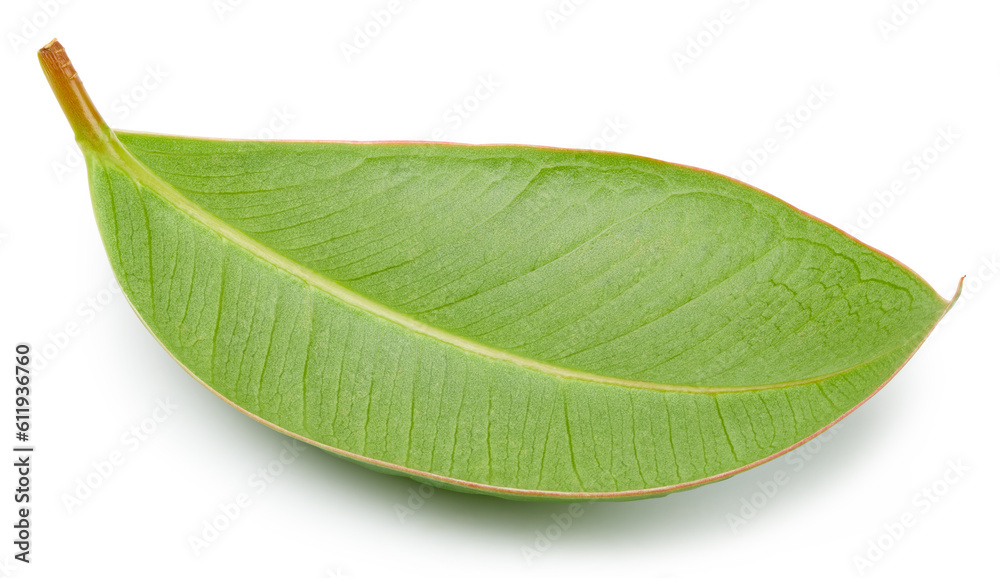 Obraz premium Mango leaves isolated