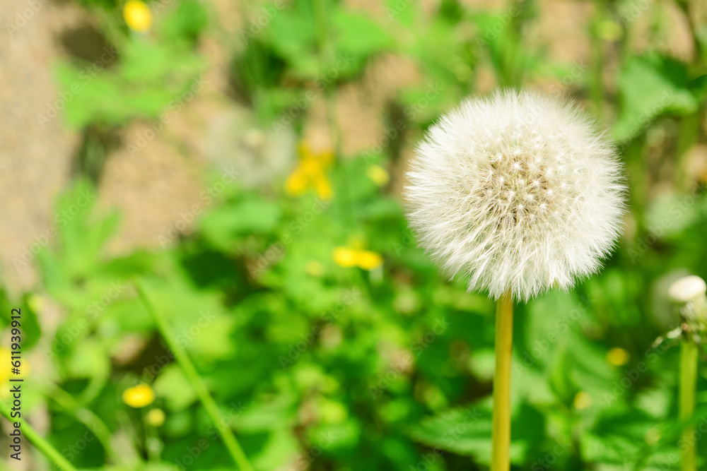 White dandelion flower growing in green grass White dandelion flower growing in green grass