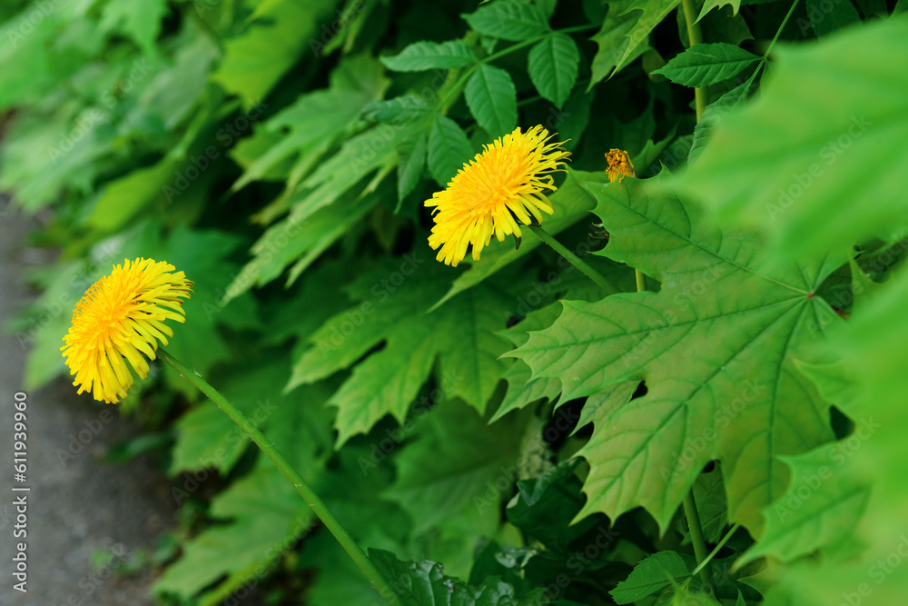 Obraz premium Beautiful yellow dandelions in park, closeup
