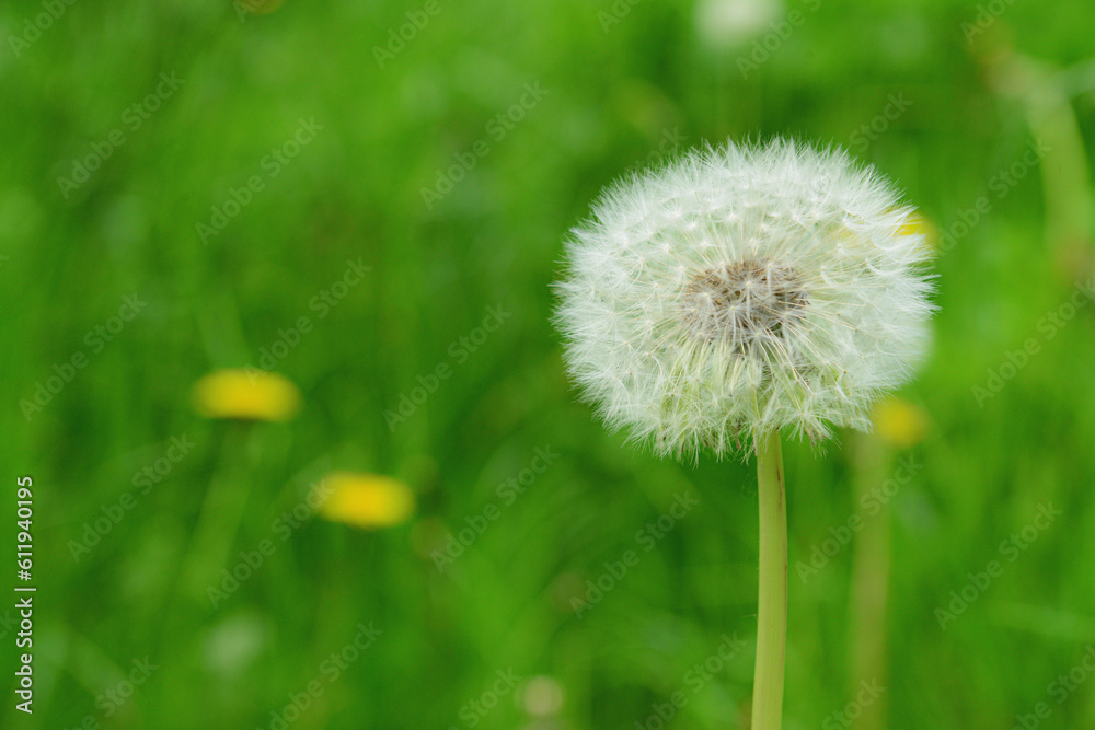 White dandelion flower in green grass outdoors, closeup White dandelion flower in green grass outdoors, closeup