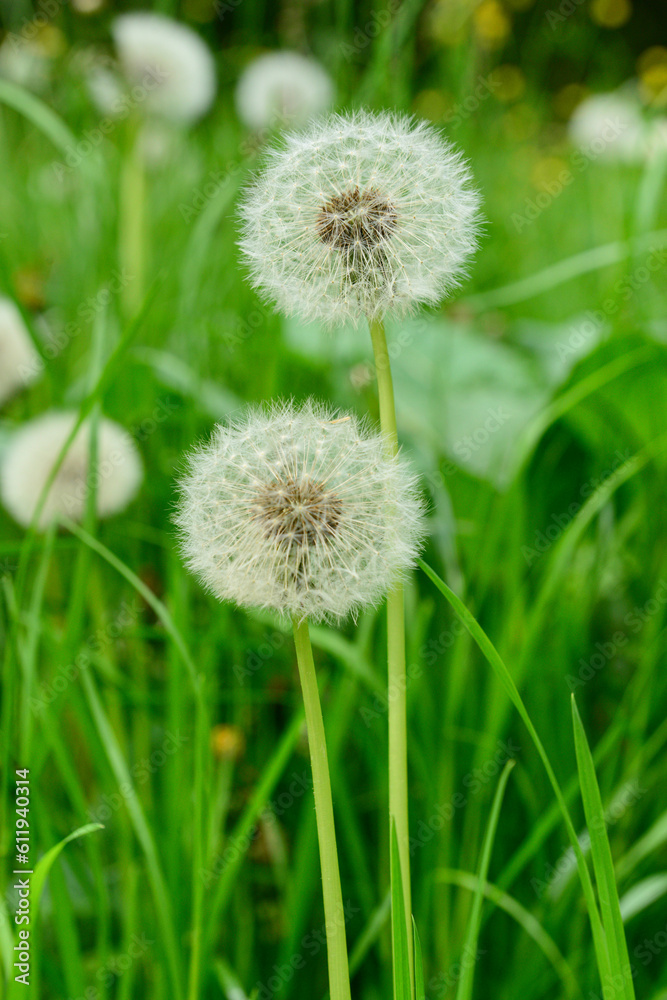 White dandelion flowers in green grass outdoors White dandelion flowers in green grass outdoors
