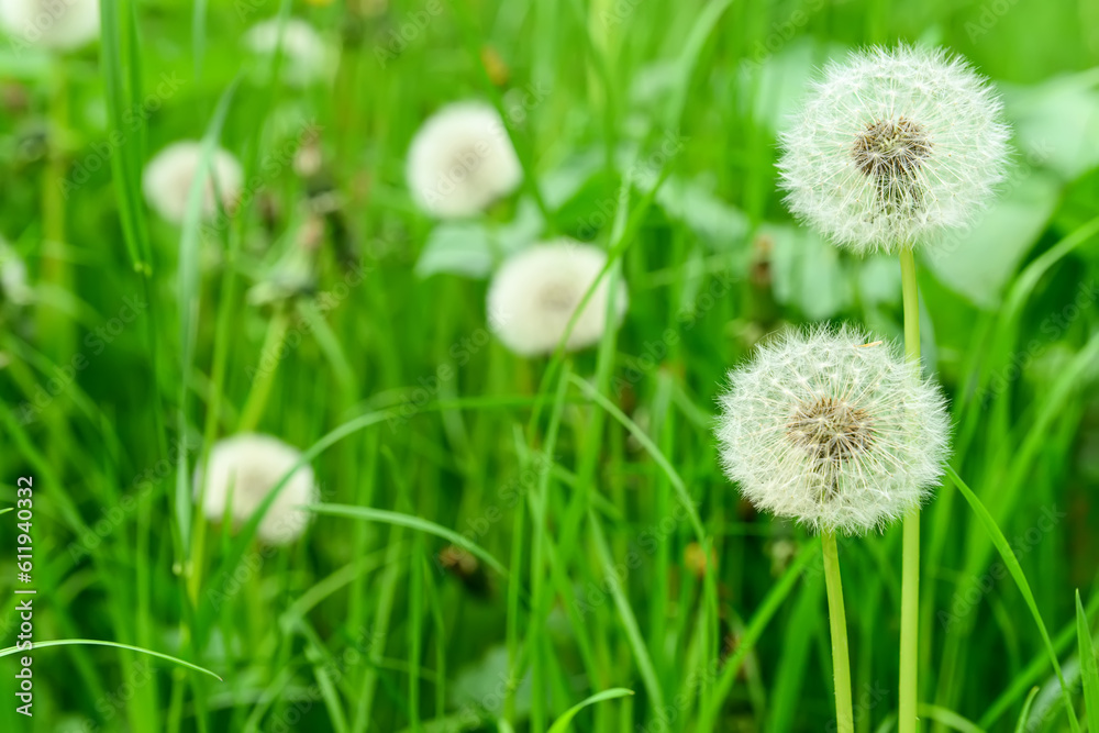White dandelion flowers in green grass outdoors White dandelion flowers in green grass outdoors