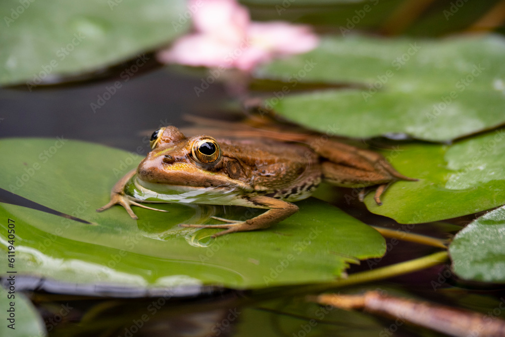 frog in the pond frog in the pond