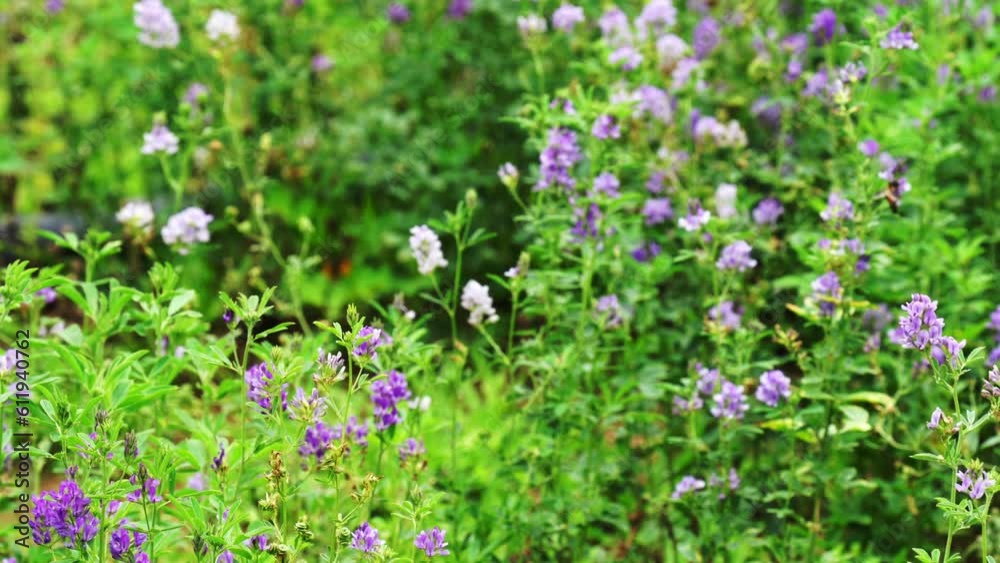 In the spring farm field young alfalfa grows. The field is blooming alfalfa, which is a valuable animal feed In the spring farm field young alfalfa grows. The field is blooming alfalfa, which is a valuable animal feed