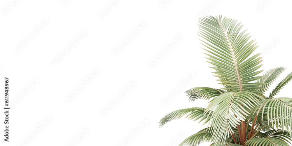 isolated palm tree and leaves tropical 
