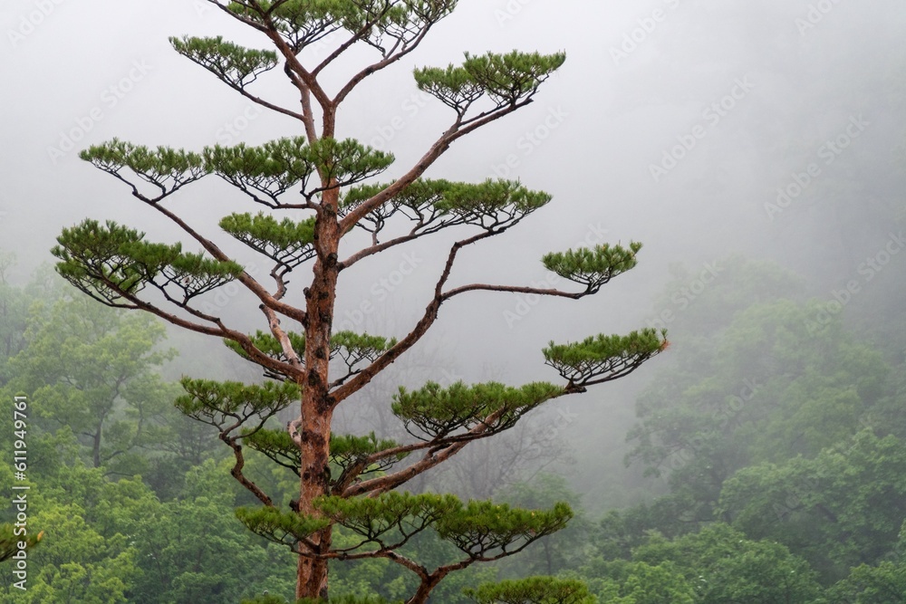 Fototapeta premium tree in the fog