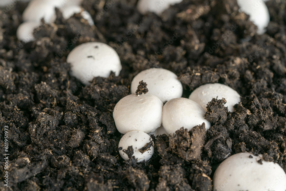 Self-grown champignon mushrooms in the soil slose-up. Self-grown edible mushrooms. Self-grown champignon mushrooms in the soil slose-up. Self-grown edible mushrooms.