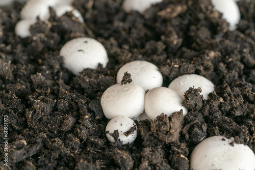 Self-grown champignon mushrooms in the soil slose-up. Self-grown edible mushrooms.