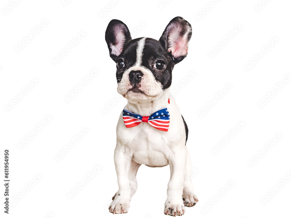 Charming puppy and a bow-tie in the colors of the American Flag. Close-up, indoors. Isolated background. Studio shot. Congratulations for family, loved ones, friends and colleagues. Pets care concept