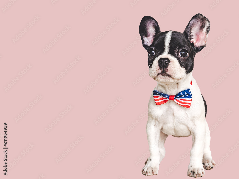 Charming puppy and a bow-tie in the colors of the American Flag. Close-up, indoors. Isolated background. Studio shot. Congratulations for family, loved ones, friends and colleagues. Pets care concept