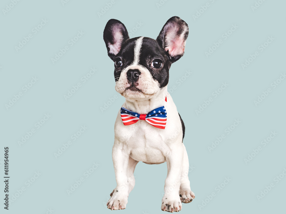 Fototapeta premium Charming puppy and a bow-tie in the colors of the American Flag. Close-up, indoors. Isolated background. Studio shot. Congratulations for family, loved ones, friends and colleagues. Pets care concept