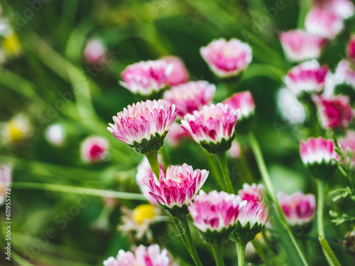 Bright flowers growing on the lawn. Close-up, no people. Concept of preparation for a holiday. Congratulations for family, loved ones, friends and colleagues