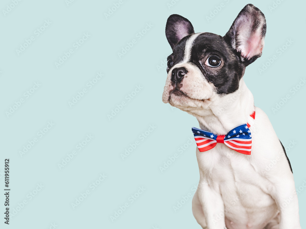Charming puppy and a bow-tie in the colors of the American Flag. Close-up, indoors. Isolated background. Studio shot. Congratulations for family, loved ones, friends and colleagues. Pets care concept